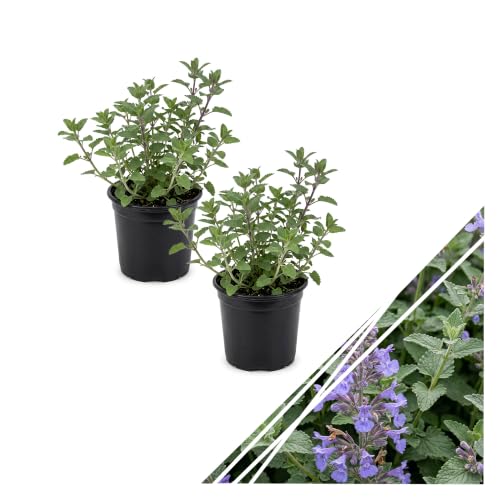 Houseplant toxic to cats